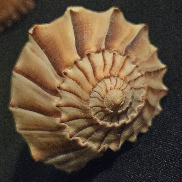 Unique Natural Seashell Collection-30yo Rare Hawaiian & 20yo Floridian, 2"-4.5" - Picture 11 of 15